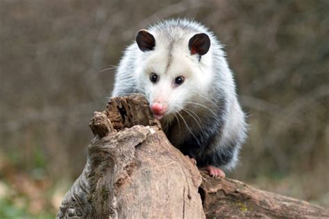Maryland Opossum Removal Kp Wildlife Control