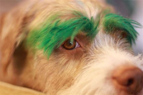 (150 g) permanent color lasts for more than 20 washes. How To Dye Dog Hair Yourself At Home Using Dog Safe Hair ...