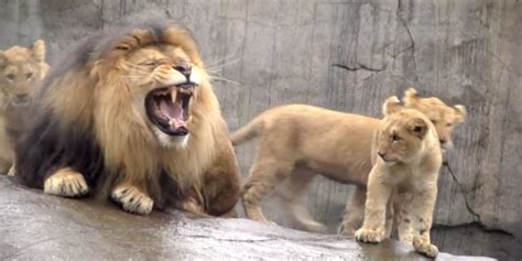 Lion Triplets Meet Dad For The First Time Immediately