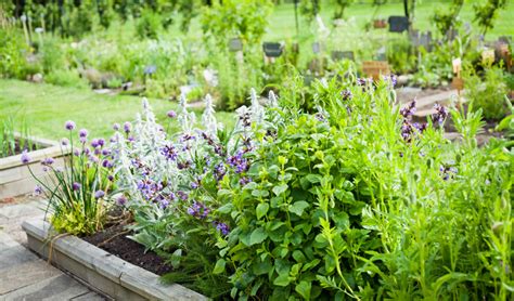 Top 10 Cooking Herbs To Grow In Your Culinary Herb Garden
