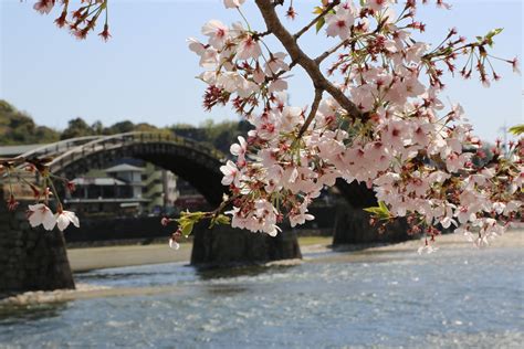 Cherry Blossoms Kintai Bridge Iwakuni Japan Spring 2013 Sakura