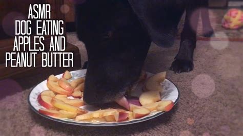 Asmr Dog Eating Crunchy Apples And Creamy Peanut Butter Mouth Sounds
