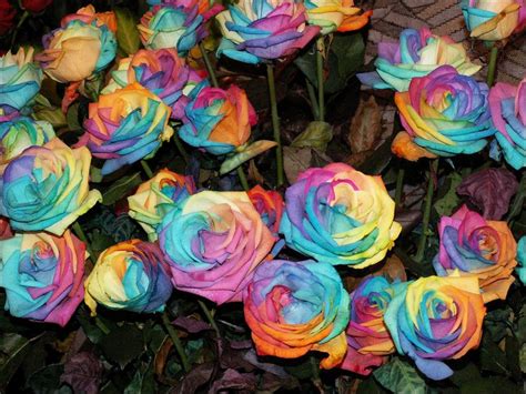 Rainbow Roses All Colors In One Rose ‹ Page 2 Of 2