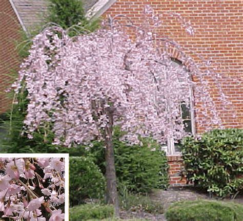404 Not Found Weeping Cherry Tree Landscaping Small Ornamental Trees