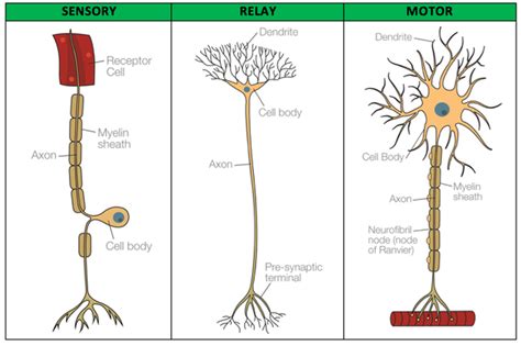 Sensory Neuron Diagram Simple Canvas Insight