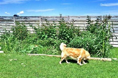 The most effective control is exclusion—keeping them out. How to Keep Dogs Out of Garden | Gardening Tips & Advice
