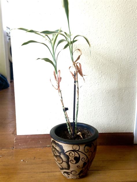 Are your bamboo plant turning yellow? The dracaena who came back from the dead - Dracaena ...
