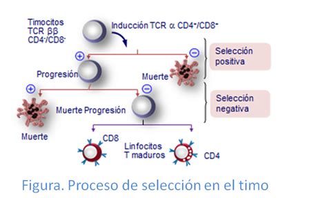 Receptor De C Lulas T