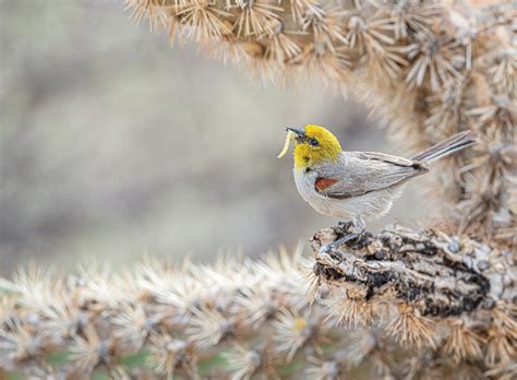 Las Mejores Fotos De Aves Del Año Reunidas En Los Audubon Photography