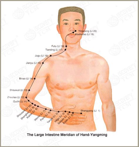 Directly assisting the prime minister is the minister of transportation, the large intestine organ system. Large intestine meridian: The lungs (Yin) and the large ...