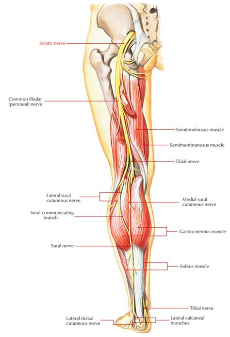 Sciatic Nerve Earth S Lab