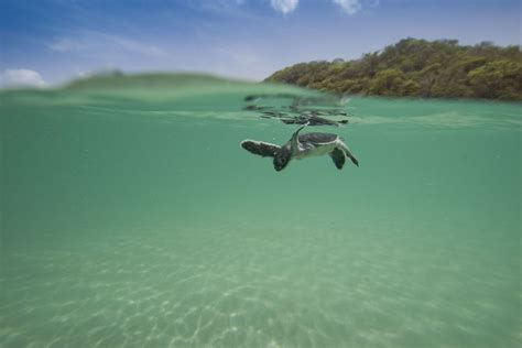 See Turtle Blog Learn Everything About Sea Turtles Turtle