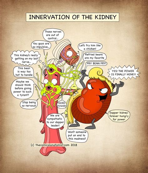 Innervation Of The Kidney The Comical Anatomist Medical Anatomy