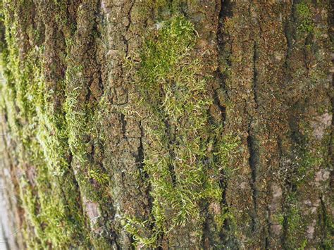 Tree Bark With Moss Featuring Tree Bark And Moss High Quality