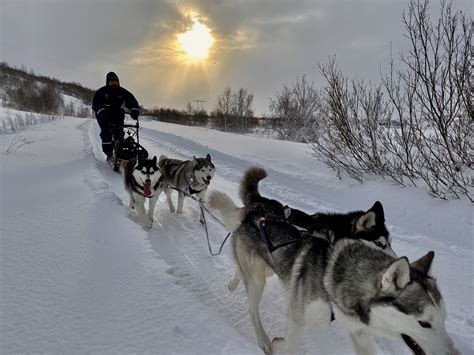 Dog Sledding With Husky On Snow Akureyri North Iceland