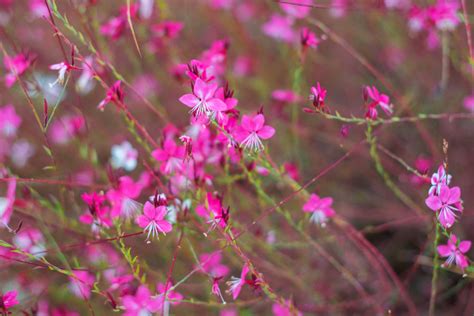 Rosa di zhao (zhao fen) | centro botanico moutan (con. Fiori Simili Alle Orchidee