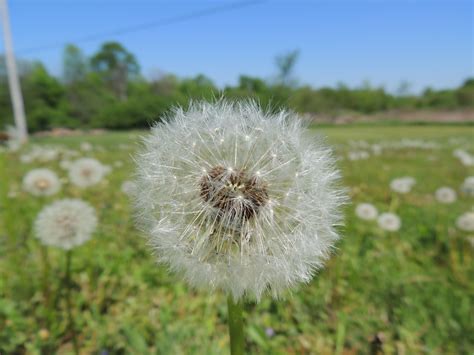 We did not find results for: Kumpulan Gambar Bunga Dandelion - GAMBAR BUNGA