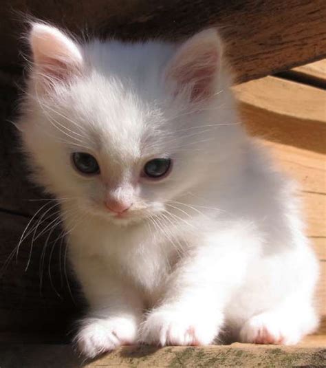 Lovely munchkin boys with active afc pedigree. Munchkin Kitten - Puppy Dog Gallery