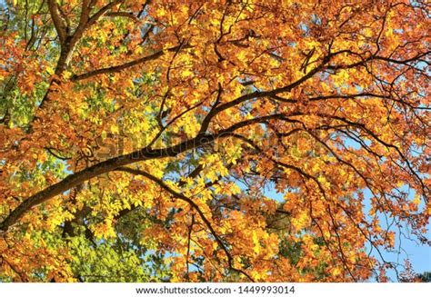 Hickory Tree Canopy Autumn Near Atlanta Stock Photo Edit Now 1449993014