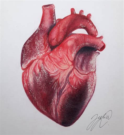 An Anatomical Heart That I Drew A While Ago With Colored Pencil R