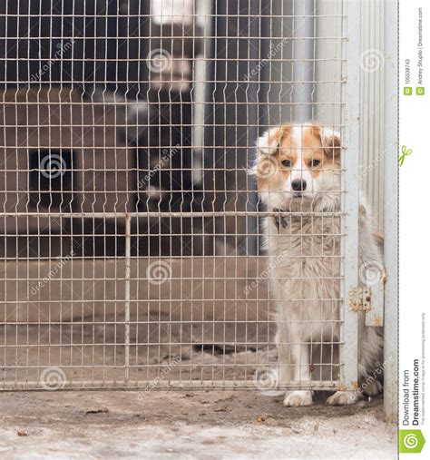 Dog Behind A Fence Stock Image Image Of Canine Caged 105538743