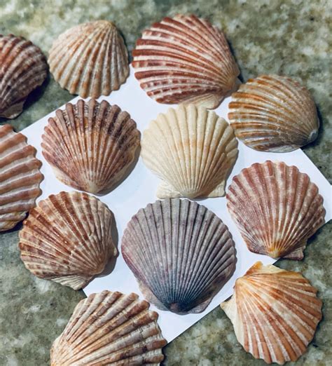 Bulk Bay Scallop Seashells Polished 20 Each Free Shipping Etsy