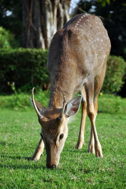 Premium Photo Sika Deer On Grass
