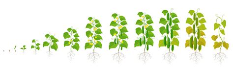 Cucumber Plant Growth Stages Vector Illustration Ripening Period The