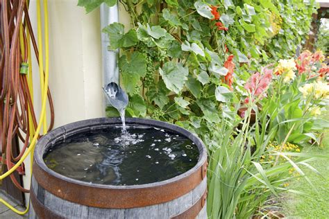 View all plant health & pest control. The downside of standing water in rain barrels is that it ...