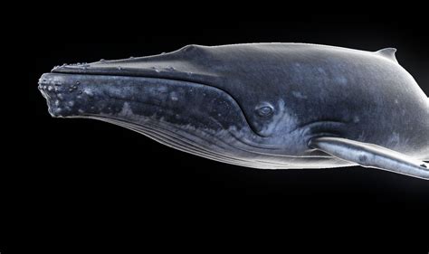 humpback whale 3d model