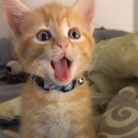 Es Cutest Cat 2014 Vote In The Top 10 E News