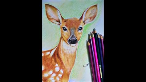 How To Draw A Deer Using Coloured Pencils Easy Way Youtube