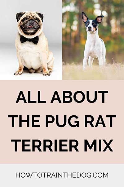 All About The Pug Rat Terrier Mix Puggat With Pictures