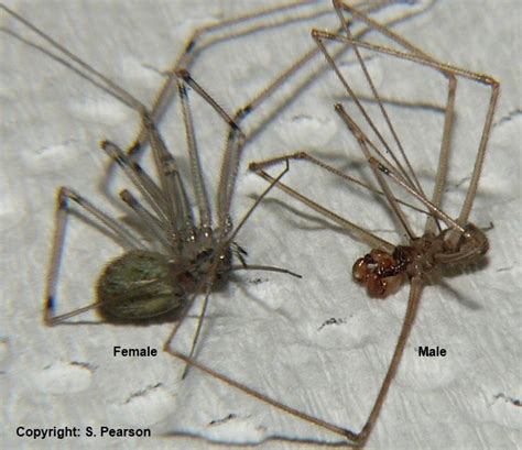 Daddy longlegs do not spin webs nor have venom to kill their victims and are part of a group of insects called opiliones. The Find-a-spider Guide - Daddy long-legs