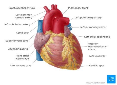 Pulmonary Arteries And Veins Anatomy And Function Kenhub