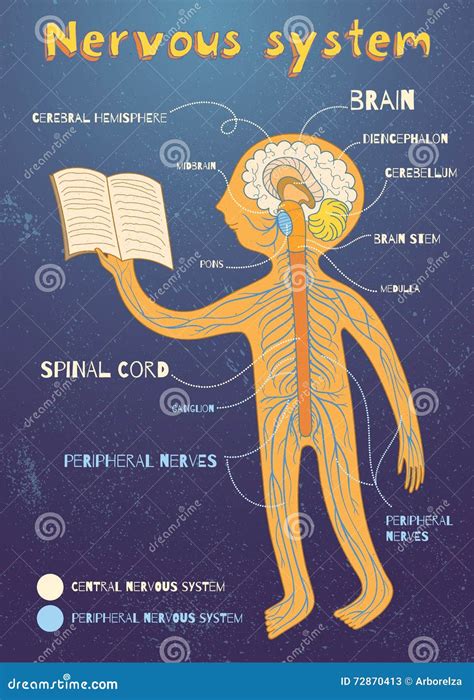 Vector Cartoon Illustration Of Human Nervous System For Kids Stock