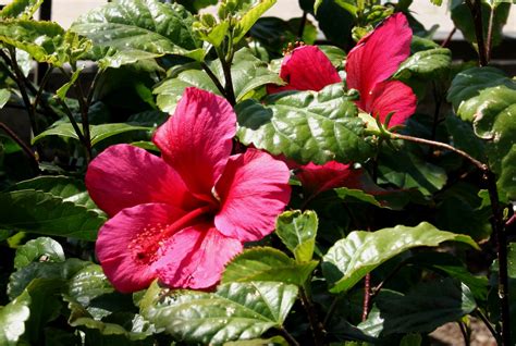 778425 Hibiscus Closeup Pink Color Foliage Rare Gallery Hd Wallpapers