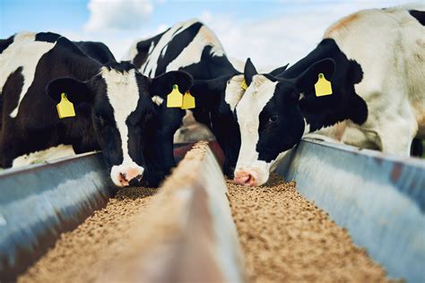 Top 10 Cattle Feed Manufacturers In India Cattle Feed Companies