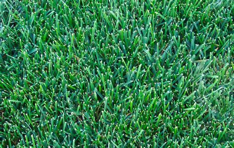 Buy 2kg Park Drought Resistant Lawn Seed With Kentucky Bluegrass Grass