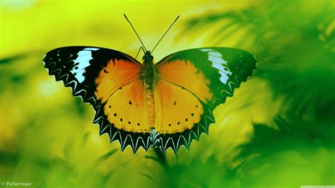 Butterfly Desktop Wallpaper 4k