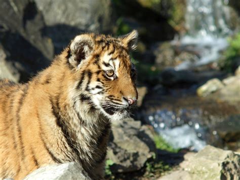 Free Young Tiger Stock Photo