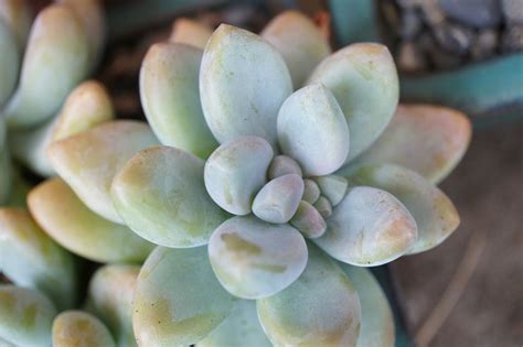 Tips and inspiration to get growing. Sedeveria 'blue giant' • Succulent • hardy to 15 degrees ...