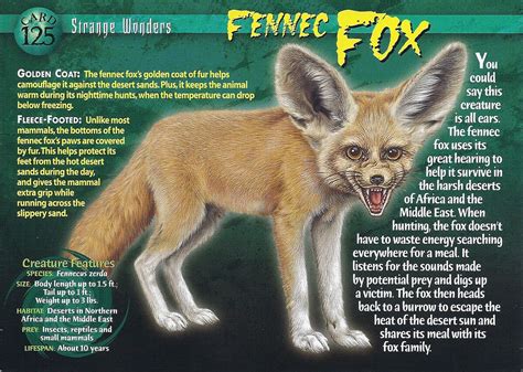 Fennec Fox Weird N Wild Creatures Wiki Fandom