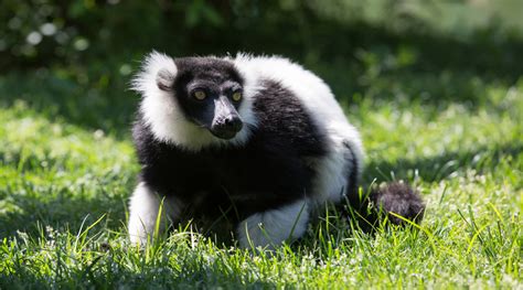 Black And White Ruffed Lemur Capron Park Zoo
