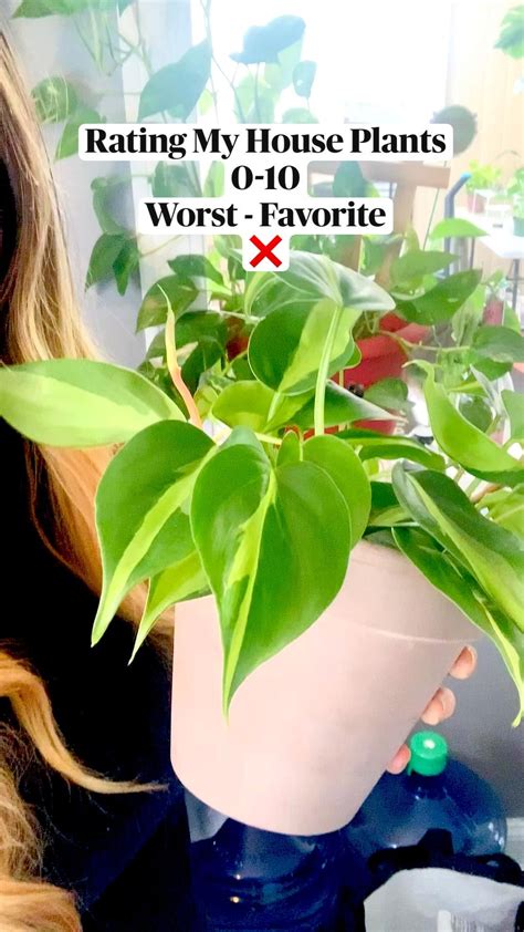 How To Pick The Best House Plant Artofit