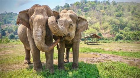 BBC Travel Indias Elephant Friendly Tea Garden