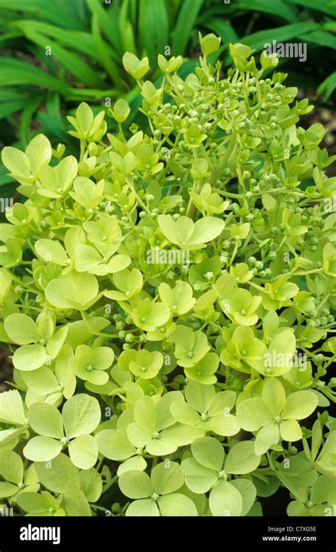 Hydrangea Paniculata Limelight Lime Green Flower Flowers Garden Plant