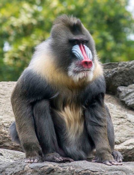 30 Types Of Monkeys And Apes Names And Pictures