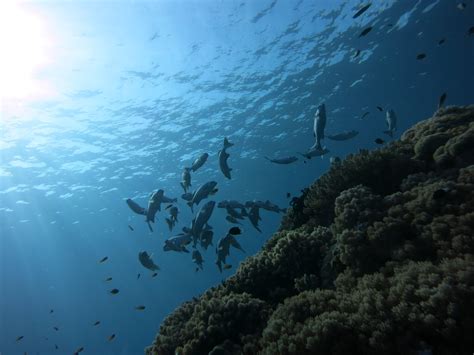 무료 이미지 바다 자연 대양 동물 야생 생물 열렬한 물고기 산호초 암초 잠수 선박 학교 말레이시아