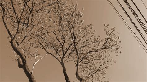 รูปภาพ ต้นไม้ สาขา ฤดูหนาว ดำและขาว ปลูก ตอนเช้า ใบไม้ ดอกไม้